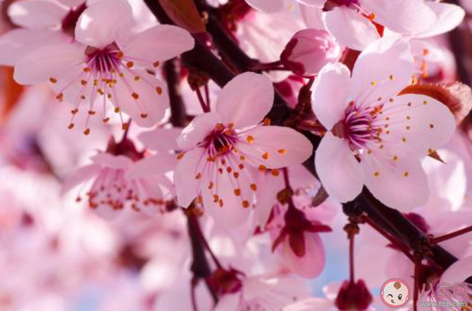 2020櫻花開了的朋友圈說說大全 櫻花開了的心情感慨句子