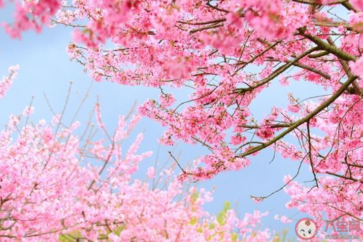 2020櫻花開了的朋友圈說說大全 櫻花開了的心情感慨句子