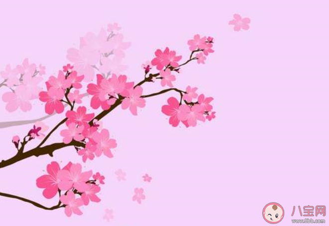 2020櫻花開了的朋友圈說說大全 櫻花開了的心情感慨句子