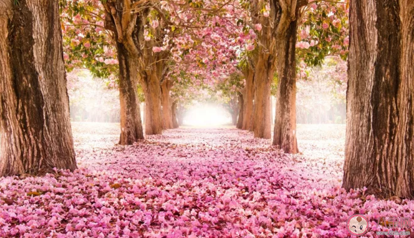 櫻花開了發朋友圈優美句子 櫻花開了朋友圈說說句子