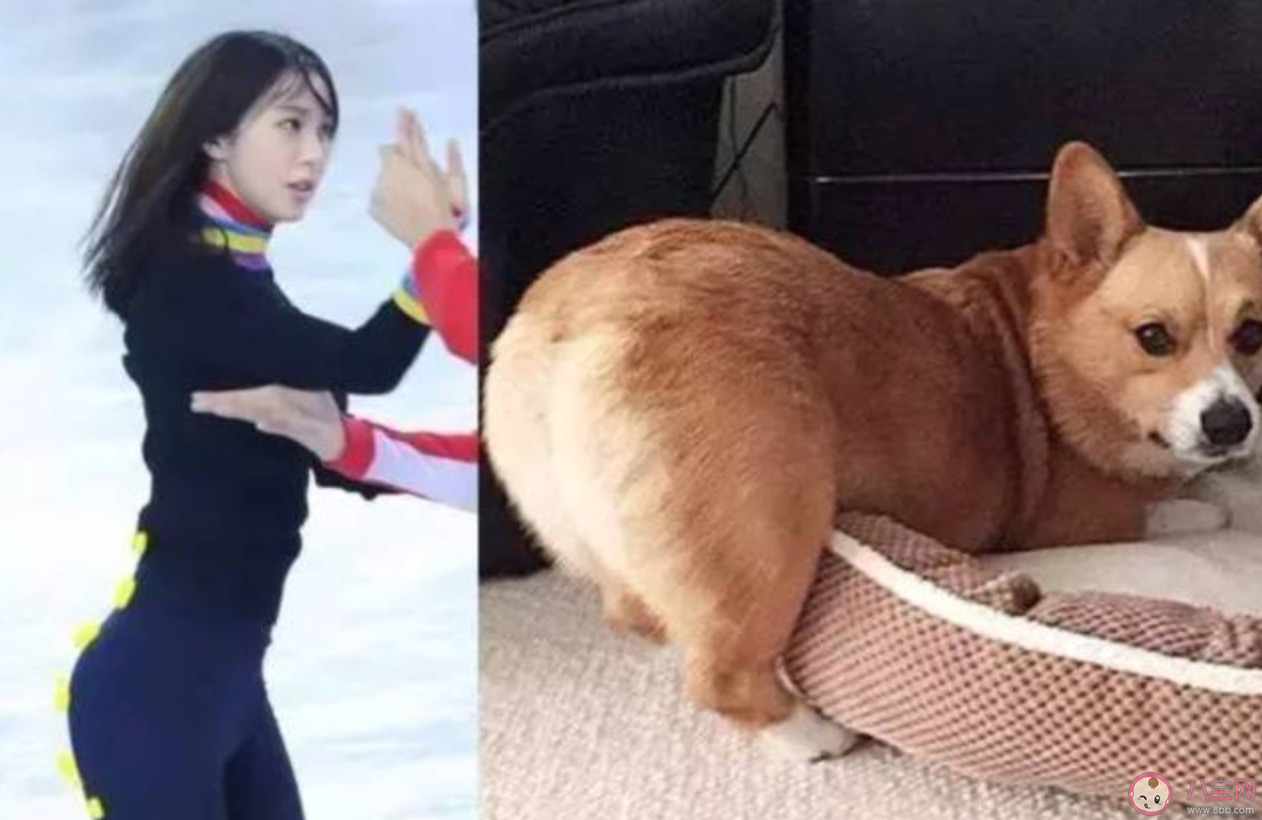 什么是柯基臀呢 柯基臀有什么特點