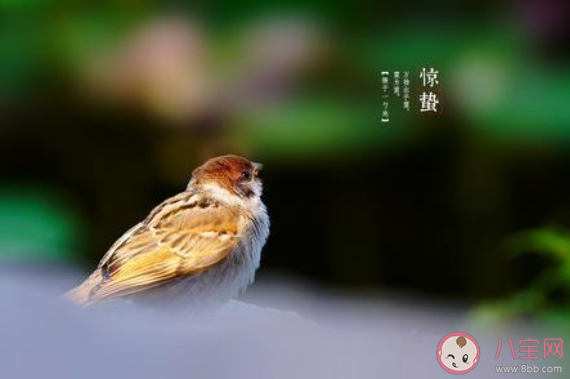 2020驚蟄節氣的創意文案句子說說 驚蟄節氣發的朋友圈文案說說 2020驚蟄節氣的創意文案句子說說 驚蟄節氣發的朋友圈文案說說