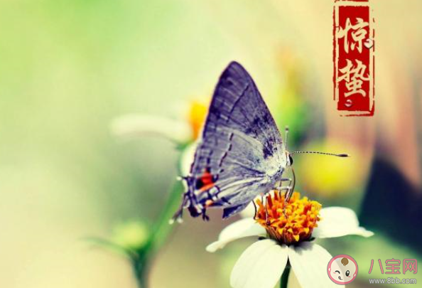 2020關于驚蟄節氣的經典問候語說說 驚蟄節氣的祝福語文案句子大全