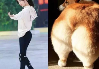 什么是柯基臀呢 柯基臀有什么特點