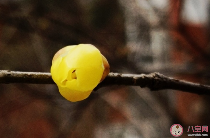 2020驚蟄節(jié)氣春雷響的朋友圈說說 2020驚蟄節(jié)氣春雷響的個性文案 2020驚蟄節(jié)氣春雷響的朋友圈說說 2020驚蟄節(jié)氣春雷響的個性文案