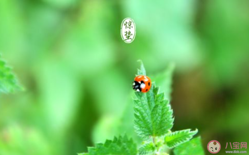 2020驚蟄節(jié)氣春雷響的朋友圈說說 2020驚蟄節(jié)氣春雷響的個性文案 2020驚蟄節(jié)氣春雷響的朋友圈說說 2020驚蟄節(jié)氣春雷響的個性文案