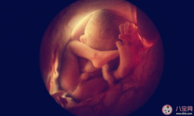 孩子在媽媽肚子里有哪些特征是定型了 在媽媽肚子里定型的幾大特征