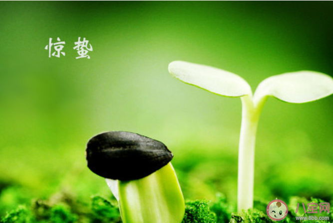 適合驚蟄節(jié)氣發(fā)朋友圈文案說說2021 驚蟄節(jié)氣的朋友圈說說文案