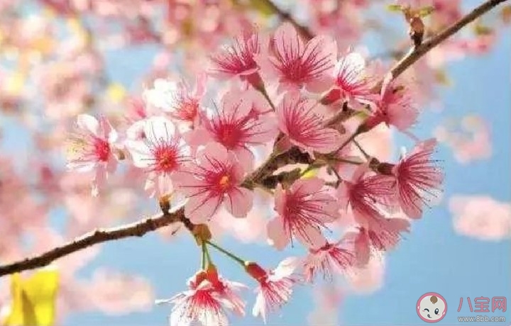 2020今日春分唯美圖片大全 春分朋友圈文案句子