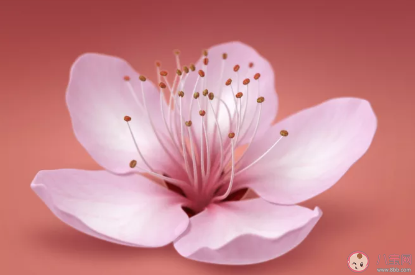 表達桃花開了心情說說 桃花開了心情句子