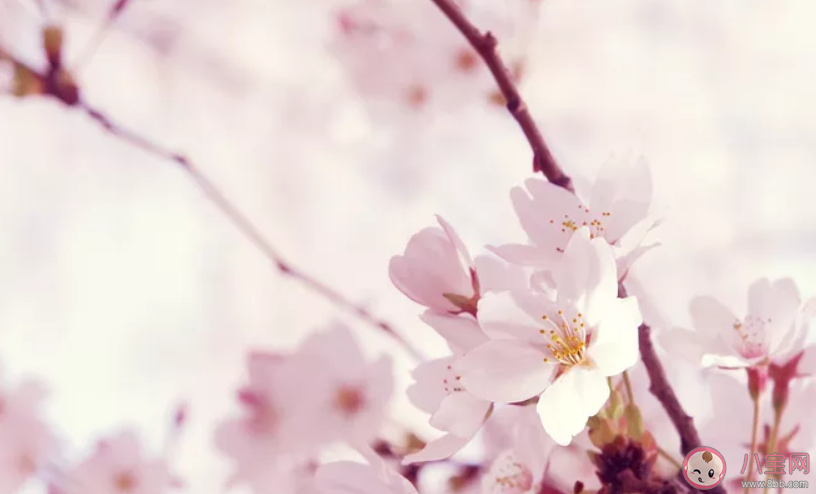 表達桃花開了心情說說 桃花開了心情句子