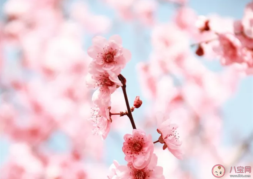 表達桃花開了心情說說 桃花開了心情句子