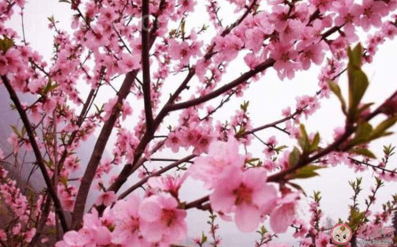 桃花開了經典美文句子 桃花開了經典說說語錄大全