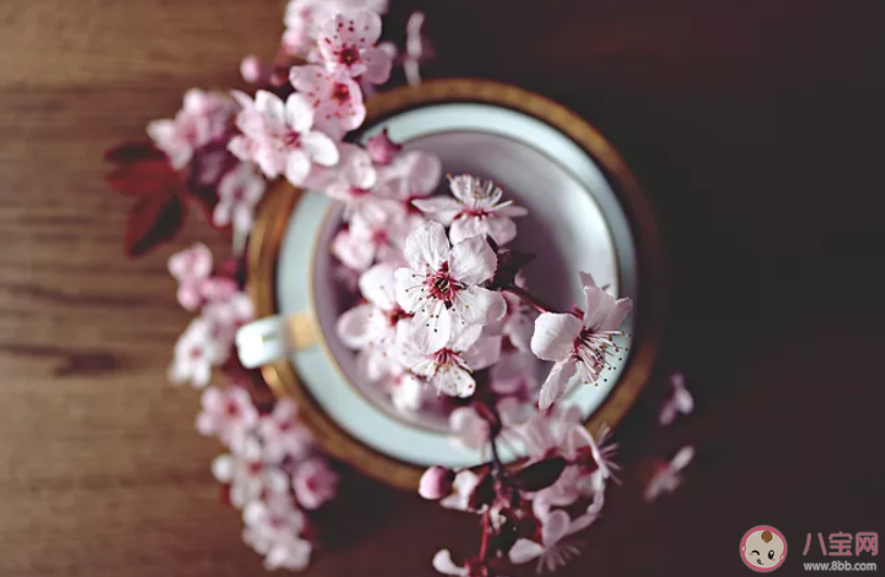 桃花開了經典美文句子 桃花開了經典說說語錄大全