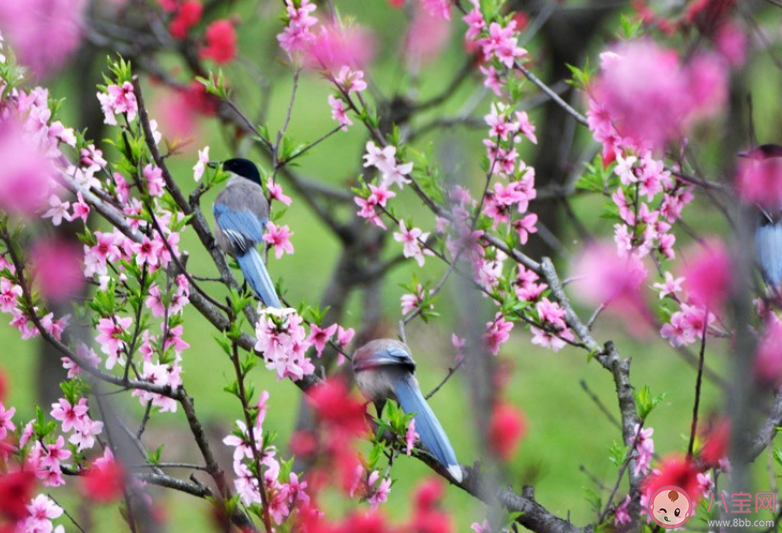 桃花開了朋友圈文案說說 適合桃花開了發朋友圈文案句子