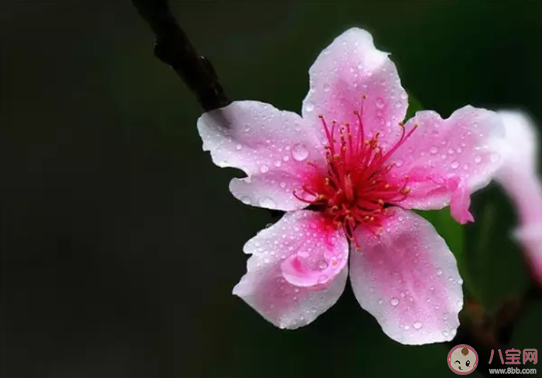 桃花開了朋友圈文案說說 適合桃花開了發朋友圈文案句子