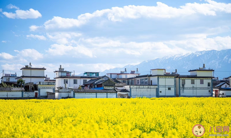 關于油菜花開了的說說心情 油菜花開了句子說說