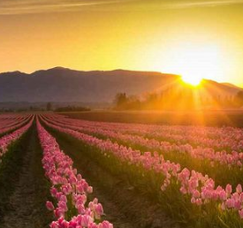 2020父母頭像大賞 父母長輩用的頭像是什么 2020父母頭像大賞 父母長輩用的頭像是什么