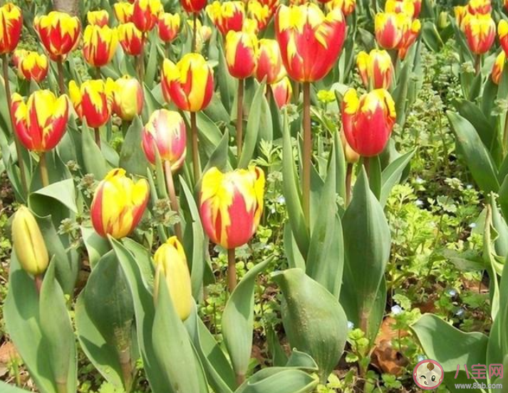 賞郁金香花的心情說說 賞郁金香花的心情句子