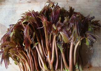 怎么吃香椿比較的安全健康 香椿怎么吃比較好