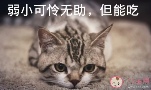 因為名字而被取的外號有哪些 跟名字有關的綽號大全