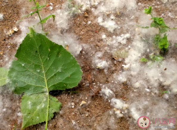 楊柳絮會造成什么危害 對楊柳絮過敏怎么辦