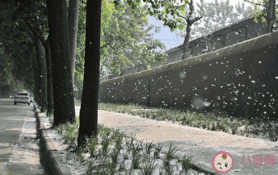 楊柳絮會造成什么危害 對楊柳絮過敏怎么辦