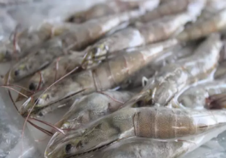 青蝦泡酒可以壯陽嗎  大青蝦泡酒的功效與作用是什么