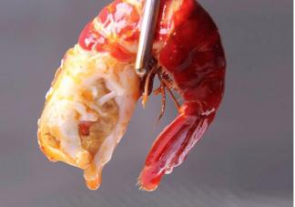 小龍蝦殼是什么垃圾 小龍蝦殼是軟的是不是不新鮮