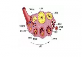 卵子質量好才會懷孕嗎  卵泡質量不好懷孕了能保住嗎
