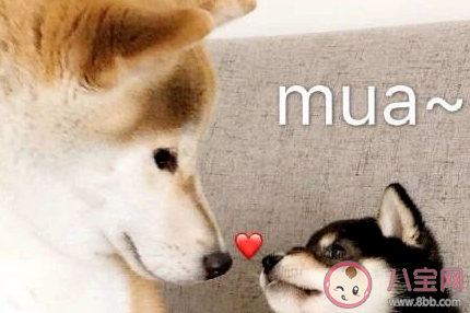 2020最佳領證日子是什么 下半年最佳領證時間盤點