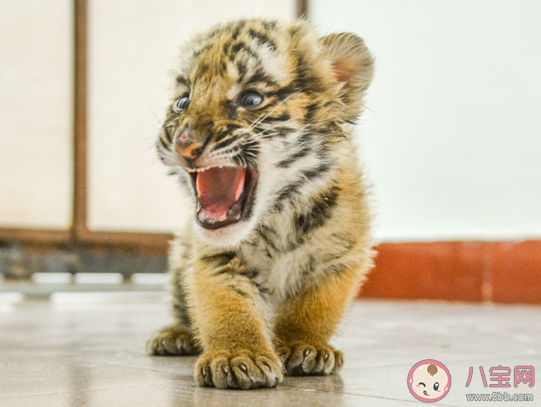 奶瓶給你打掉什么梗 奶瓶給你打掉梗的出處是什么
