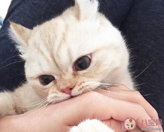 奶瓶給你打掉什么梗 奶瓶給你打掉梗的出處是什么