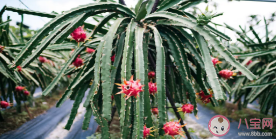 紅心火龍果樹啥時候能結果 紅心火龍果樹能活幾年 紅心火龍果樹啥時候能結果 紅心火龍果樹能活幾年