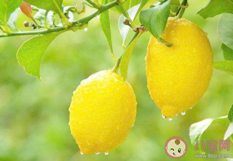 2020小滿節氣應該吃什么水果 小滿節氣水果推薦 2020小滿節氣應該吃什么水果 小滿節氣水果推薦