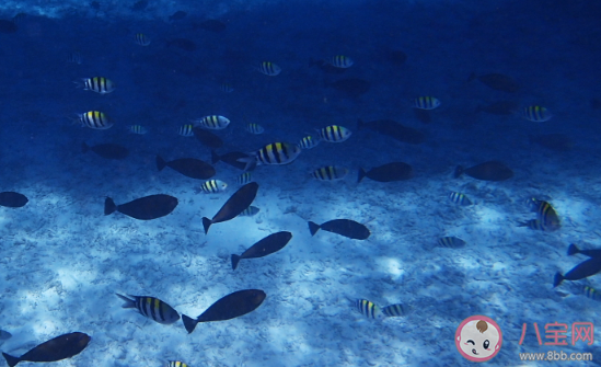 抖音你喜歡海風咸咸的氣息踩著濕濕的沙礫是什么歌 《海底》完整版歌詞在線聽歌