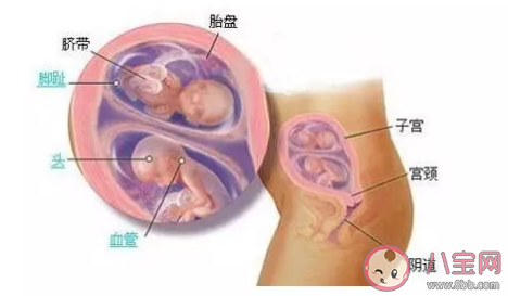 自然懷孕會分裂成雙胞胎嗎  生雙胞胎可以遺傳嗎