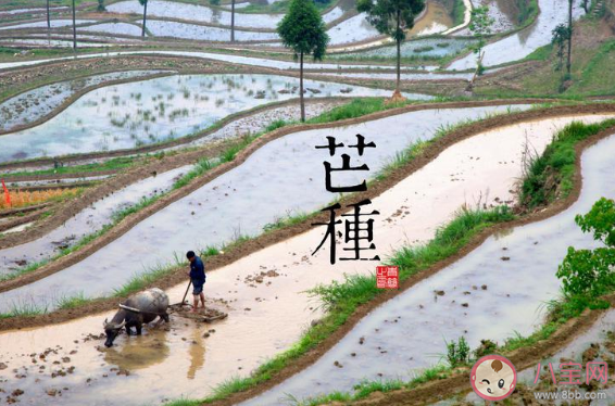 2020芒種節氣一句話問候語文案說說 2020芒種節氣朋友圈祝福語文案大全