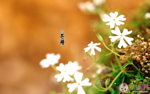 2020今日芒種朋友圈問候語帶字圖片說說 2020芒種節氣暖心問候語配圖