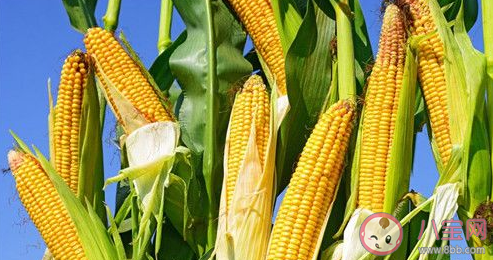 玉米熱量高為什么還減肥  晚上吃一根玉米會胖嗎