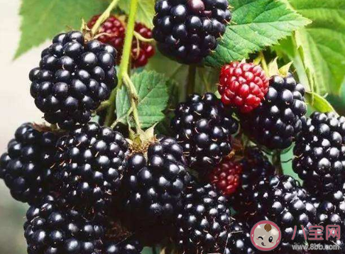 芒種節氣應該吃什么水果 芒種節氣哪些水果可以吃