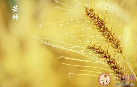 二十四節氣芒種手抄報圖片模板 簡單漂亮的芒種手抄報