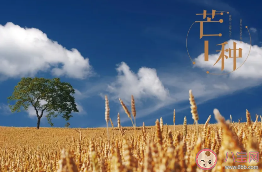 關于芒種節氣的古詩有哪些 描寫芒種古詩詞大全