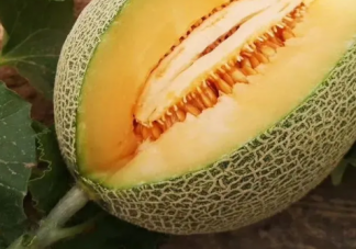 孕婦吃哈密瓜有什么好處 孕婦怎么吃哈密瓜不發胖