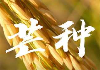 芒種早安文案句子2020 芒種節氣早安語錄說說