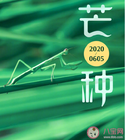 今日芒種節(jié)氣發(fā)朋友圈文案句子 適合芒種發(fā)的朋友圈說說