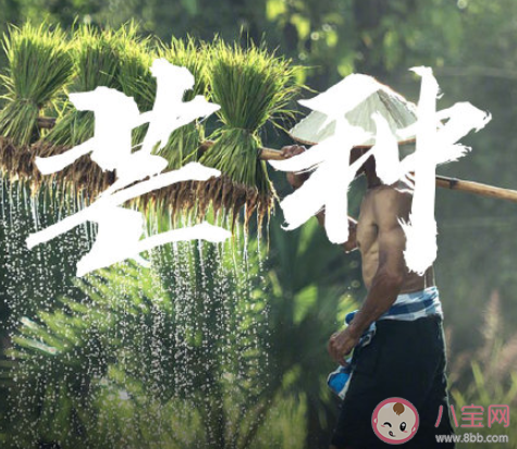 芒種早安文案句子2020 芒種節(jié)氣早安語(yǔ)錄說(shuō)說(shuō)