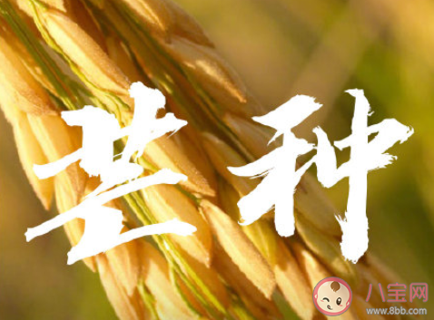 芒種早安文案句子2020 芒種節(jié)氣早安語(yǔ)錄說(shuō)說(shuō)