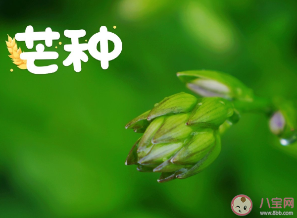 芒種節氣早安溫暖問候語句子 芒種節氣早安心語說說大全