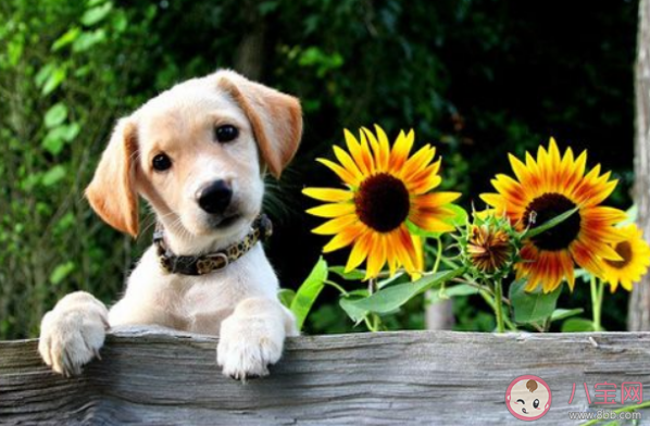 夏天要怎么給狗狗避暑 可不可以給狗狗剃毛降溫